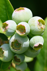 Canvas Print - Green berries blueberries in macro detail.