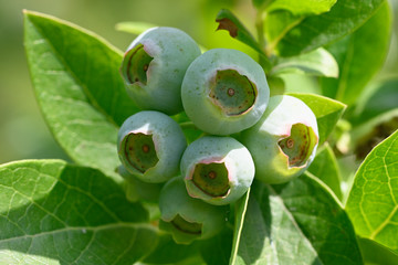 Wall Mural - Green berries blueberries in macro detail.