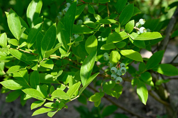 Wall Mural - Green berries of blueberries and green leaves on a bush.