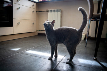 Cat breed Russian Blue walks in the kitchen