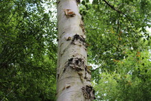 Trunk Of Betula Utilis Var. Jacquemontii 'Jermyns' Himalayan Birch 'Jermyns' Tree