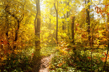 Canvas Print - beautiful autumn in the forest