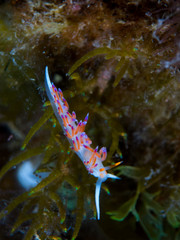 color,nudibranch,life,sea,marine,underwater,macro,animal,diving,tropical,nature,background,colorful,scuba,white,water,ocean,asia,animals,reef,yellow,beautiful,red,travel,orange,philippines,view,wild,w