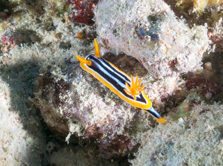 color,nudibranch,life,sea,marine,underwater,macro,animal,diving,tropical,nature,background,colorful,scuba,white,water,ocean,asia,animals,reef,yellow,beautiful,red,travel,orange,philippines,view,wild,w