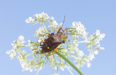 Sticker - Red-legged shieldbug on bird's nest flower