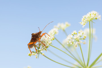 Sticker - Macro of shield-bug on flower