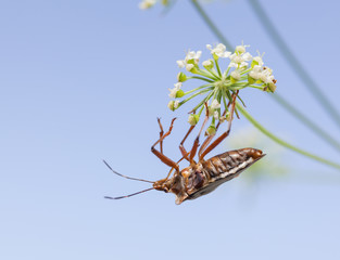 Wall Mural - Shieldbug head over heels under white flower