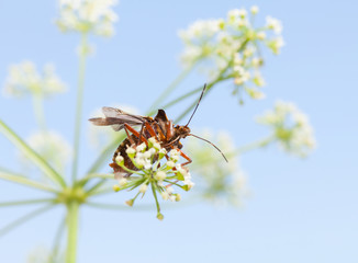 Sticker - Forest bug takes off