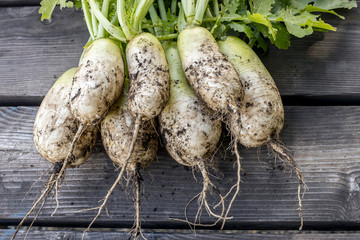 Chinese radishes on display after being picked.