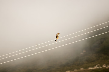 bird in its natural habitat in spain