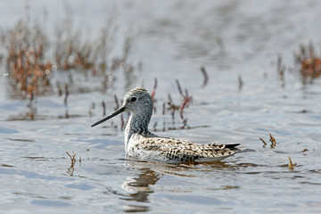 Wall Mural - Teichwasserläufer (Tringa stagnatilis) - Marsh sandpiper