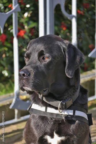 Hubscher Schwarzer Hund Zur Seite Schauend Labrador Boxer Mix Buy This Stock Photo And Explore Similar Images At Adobe Stock Adobe Stock