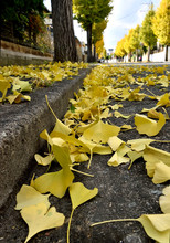 Gingko Fallen Leaves - Ginkgo Deciduis.