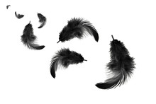 Abstract, Black Feathers Floating In The Air, Isolated On White Background
