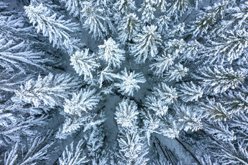 Wall Mural - Winter background. Snowy trees aerial view. Xmas time. Scenic frosty forest