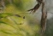 © Victor Lazarev - Large spider sits on web waiting for prey