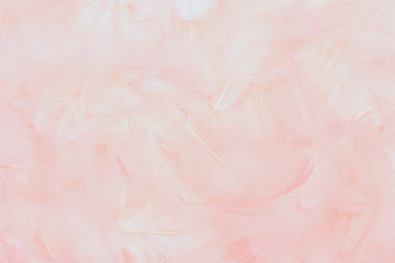Wall Mural - beautiful soft pink feathers background