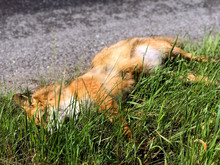 The Fox's Corpse Is Lying By Road. Dead Fox In Green Grass Beside Rural Road.