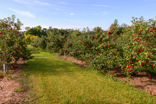 Red Apples In Orchard 