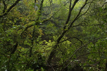 Canapy of british deciduous forest in autumn