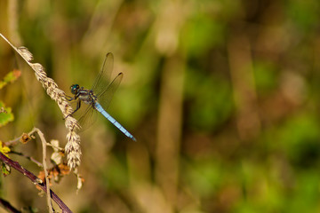 Emperor dragonfly (male) posing on a grass, with some copy space on the right side.