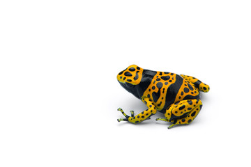 The poison dart frog isolated on white background