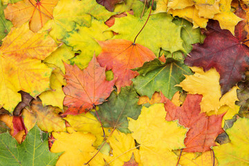 Wall Mural - Texture of multi-colored maple leaves. Autumn background.