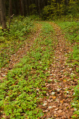 Canvas Print - forest road in autumn, landscape