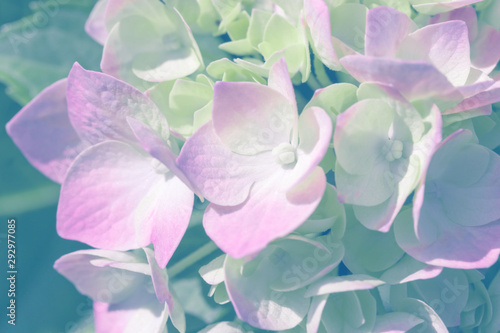 Beautiful floral background.