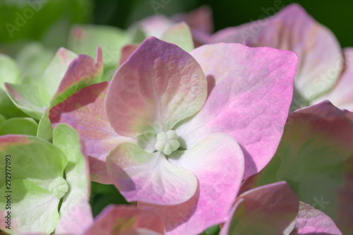 Beautiful floral background.