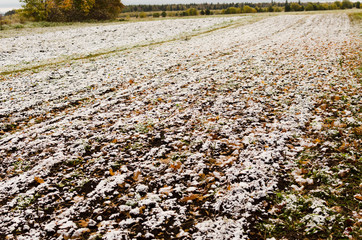 Canvas Print - Fresh snow on ground in field