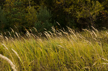 Tall Grass Near The Forest