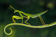 praying mantis on a green background