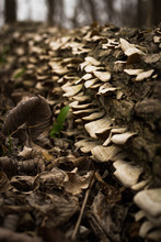 Up Close Mushrooms In Forest