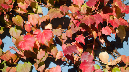 Red climbing plant closeup in autumn.