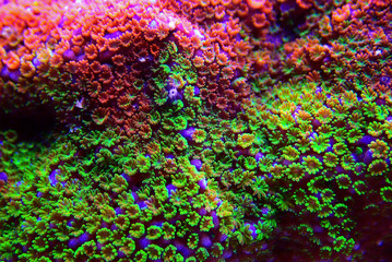 Wall Mural - Montipora Rainbow macro polyps -  rare and very beautiful sps coral.