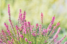 Heather Flowers. Bright Natural Yellow-green Background.