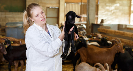 Wall Mural - Veterinarian woman examines a goatlings on the farm