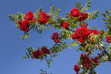 Bunches Of Red Mountain Ash Against A Blue Sky