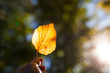  Herbstblatt im Sonnenlicht in Hand gehalten. Hand holding autumn colorful bright leave. Fall background.
