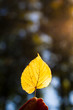  Herbstblatt im Sonnenlicht in Hand gehalten. Hand holding autumn colorful bright leave. Fall background.