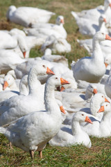 Wall Mural - A flock of white geese in the meadow