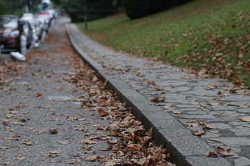 Wall Mural - Leaves on the ground