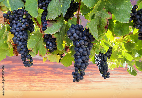 Plakat Winogrona  swiezych-dojrzalych-winogron-czerwonego-wina-przed-zbiorami-w-winnicy-w-winnicy