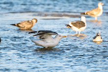 Southern California Seagulls Roosting Along The Sandy Shore Of The Beach And Settling Into The Shallow Water.