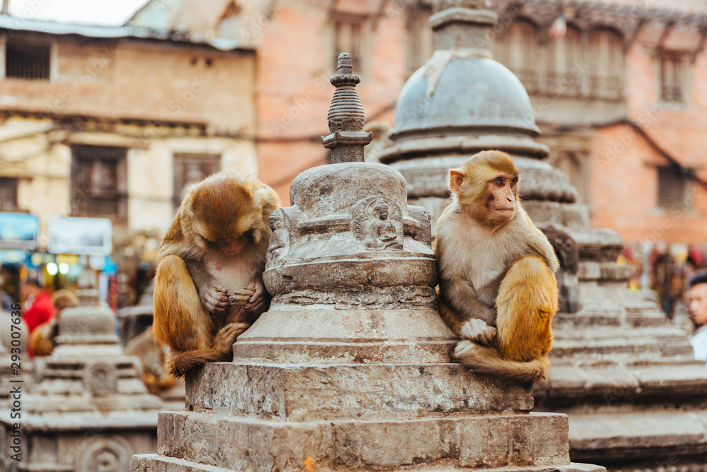 Macaque Monkeys In Kathmandu, Nepal. Located in Swayambhunath Stupa (Monkey Temple).