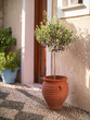 Olive tree in red clay pot