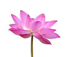 Lotus Flower Isolated On White Background.