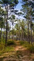 Wall Mural - Dirt Road Through Tall Georgia Pines 