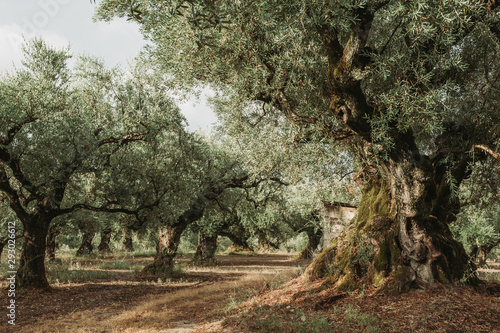 Fotografía Olive Grove on the island of Greece. plantation of olive trees.